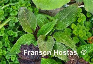 Hosta Bloodline